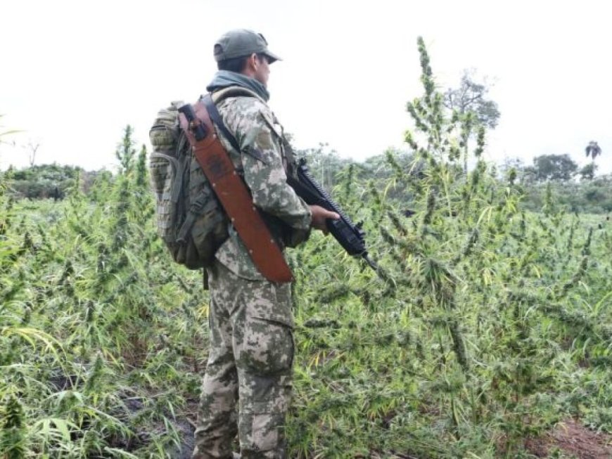 Operação Conjunta Entre Paraguai e Brasil Erradica 300 Toneladas de Maconha