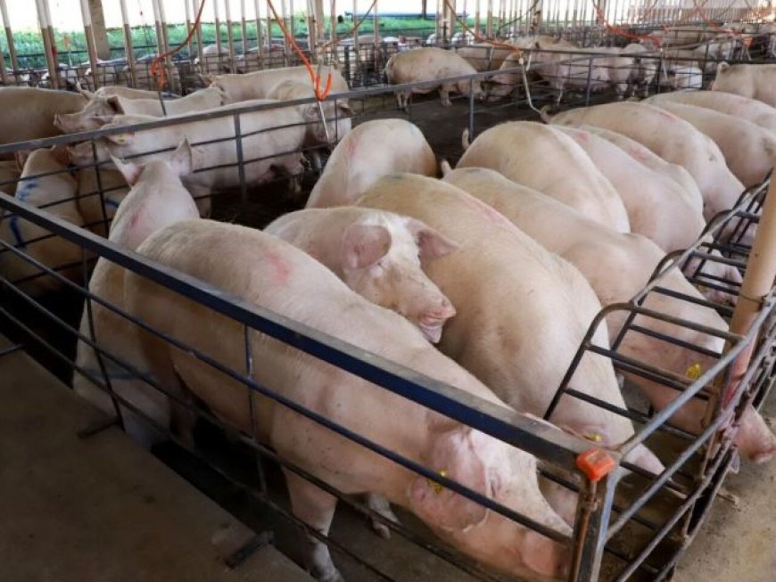 MS consolida avanço da suinocultura com crescimento de 50%
