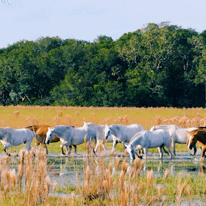 Biólogo Documenta Cenas Cotidianas no Pantanal