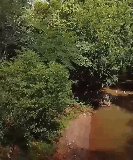 Construção de ponte ameaça área reflorestada em Campo Grande