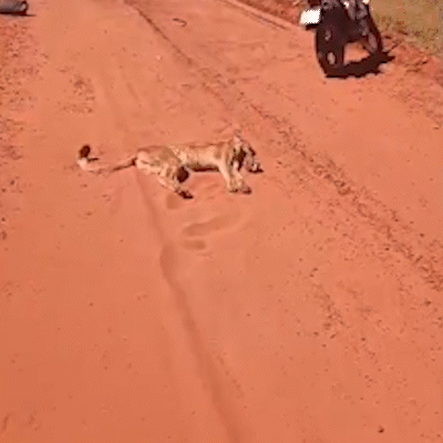 Jovem de 23 anos atropela onça-parda em estrada do Mato Grosso do Sul