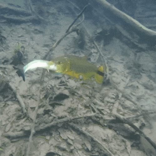 Dourado é flagrado abocanhando outro peixe em águas cristalinas