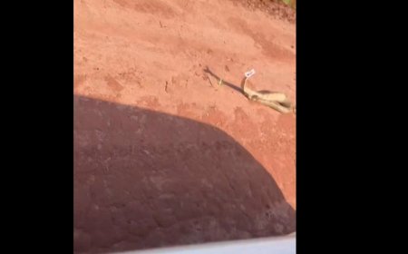 Jiboia 'tranquila' dá bote e assusta agrônoma em lavoura de MS