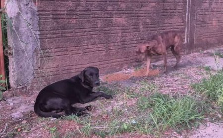 Cães Perdidos no São Francisco Encontram Abrigo Temporário