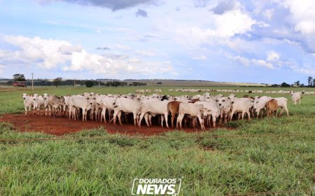 Cadastro de rebanho em MS segue aberto até 1º de junho