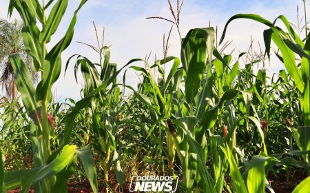 Senar MS Lança Cursos de Manejo Integrado para Fortalecer Produção Rural