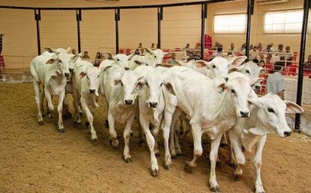 Leilões de Gado Movimentam a 60ª Expoagro