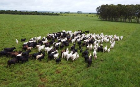 Iagro alerta produtores sobre risco de mortes de animais com chegada da frente fria