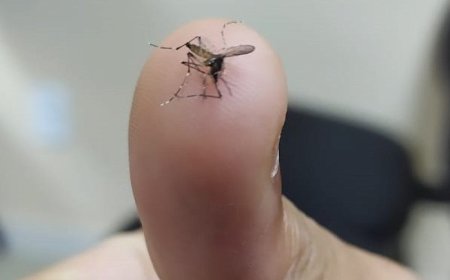Frente fria pode desacelerar avanço da chikungunya em MS