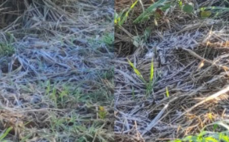 Frio derruba temperatura para 1,9°C e geada cobre lavouras em Rio Brilhante