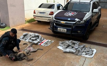 Cães farejadores encontram drogas em ônibus em frente à prefeitura