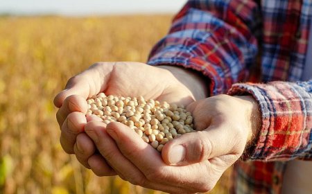 Exportações de Soja Disparam 59% em Abril no Mato Grosso do Sul