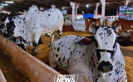 Campeões na Expoagro: 'Zap' e 'Sharon Stone' Foram Preparados Desde Embriões