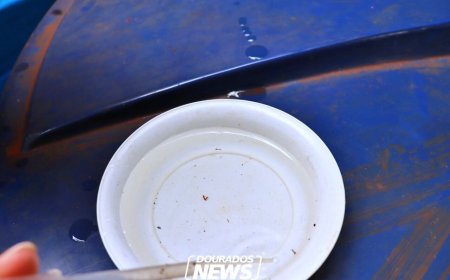 MS Soma 17 Mortes em Decorrência da Chikungunya