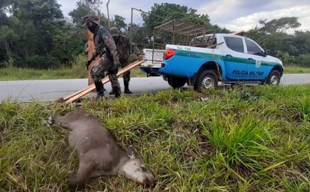 Colisões com antas já mataram 48 pessoas em rodovias de MS desde 2013