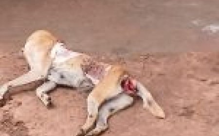 Cadela morre após agressões e tutor é preso em flagrante em MS