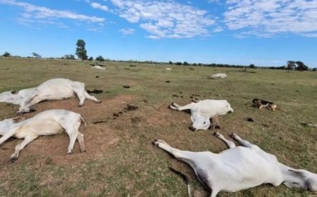Mortes de gado em MS: 83 animais morrem devido ao frio