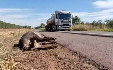 Motociclista Recebe Indenização de R$ 80 Mil após Atropelar Anta na BR-262