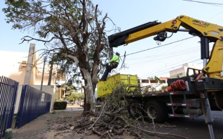 Prefeitura acelera supressão de árvores condenadas e ultrapassa mil mudas plantadas