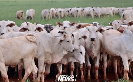 Última semana para declaração obrigatória de rebanho mobiliza produtores rurais em MS