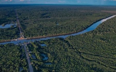 Brasil registra menor área desmatada em seis anos, segundo MapBiomas