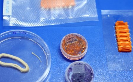 Embrapa Desenvolve Alimentos Vegetais Impressos em 3D que Imitam Salmão, Caviar e Lula