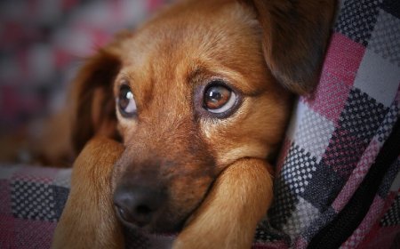 Ciúmes em Cachorros: Um Problema Sério que Exige Atenção