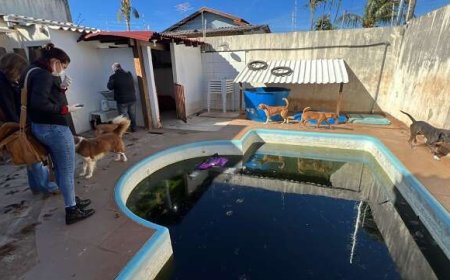 Justiça determina bloqueio de bens da ONG MiaCat por maus-tratos a animais