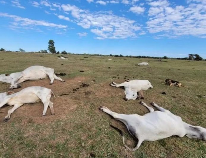 Mortes de gado em MS: 83 animais morrem devido ao frio