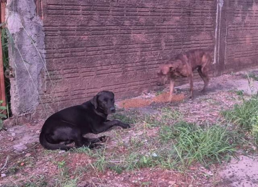 Cães Perdidos no São Francisco Encontram Abrigo Temporário