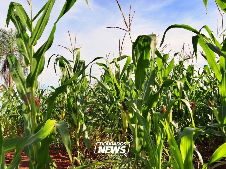 Senar MS Lança Cursos de Manejo Integrado para Fortalecer Produção Rural