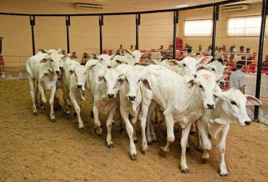 Leilões de Gado Movimentam a 60ª Expoagro