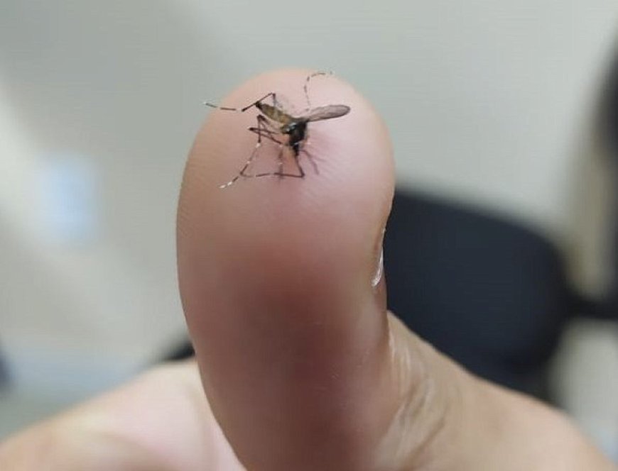 Frente fria pode desacelerar avanço da chikungunya em MS