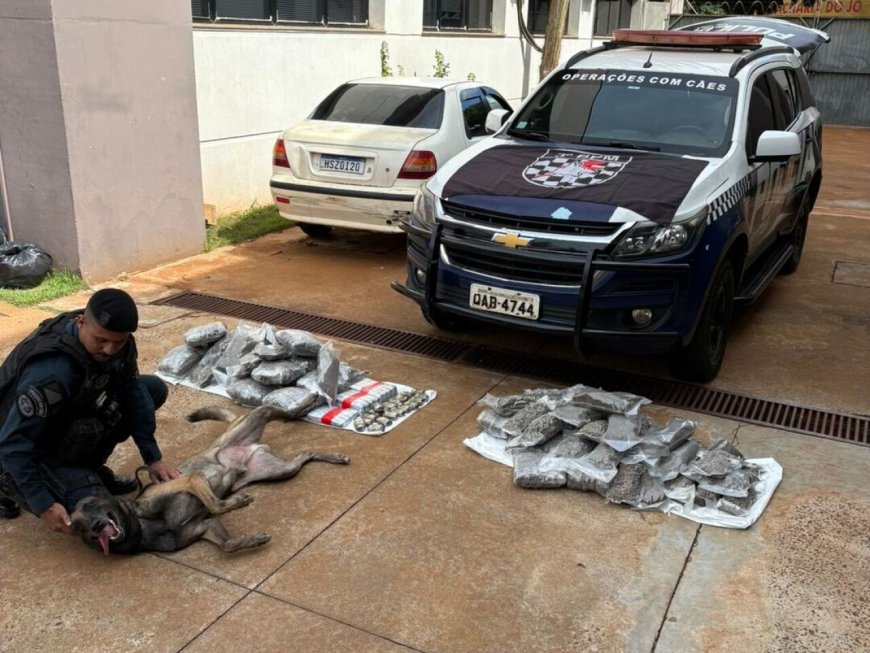 Cães farejadores encontram drogas em ônibus em frente à prefeitura