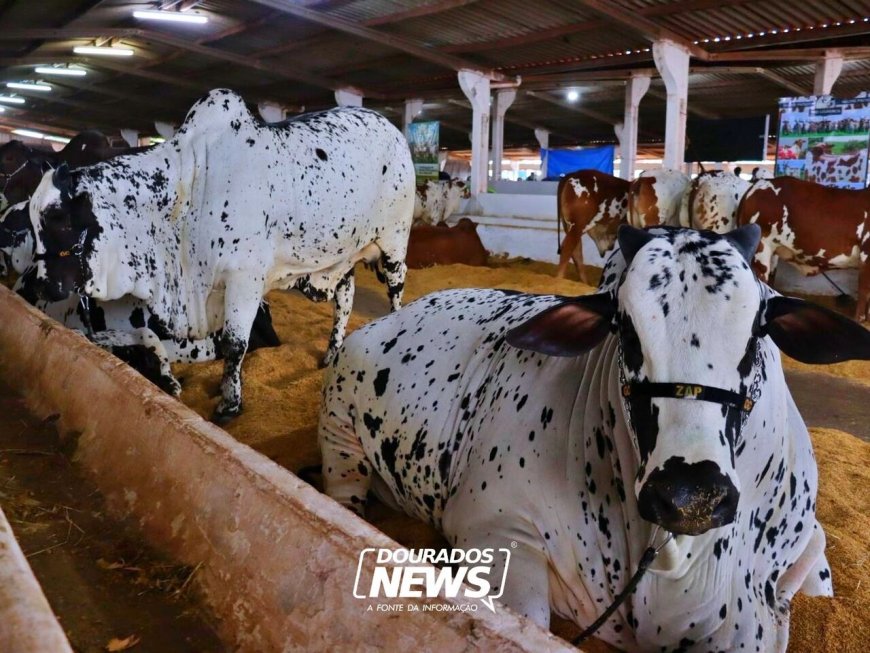 Campeões na Expoagro: 'Zap' e 'Sharon Stone' Foram Preparados Desde Embriões