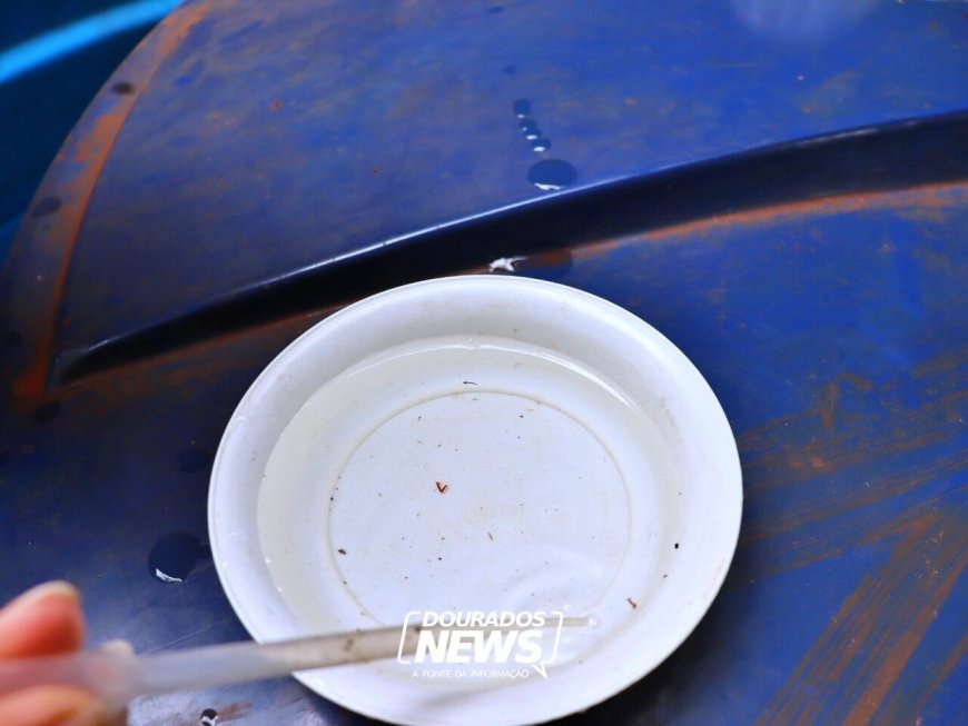 MS Soma 17 Mortes em Decorrência da Chikungunya