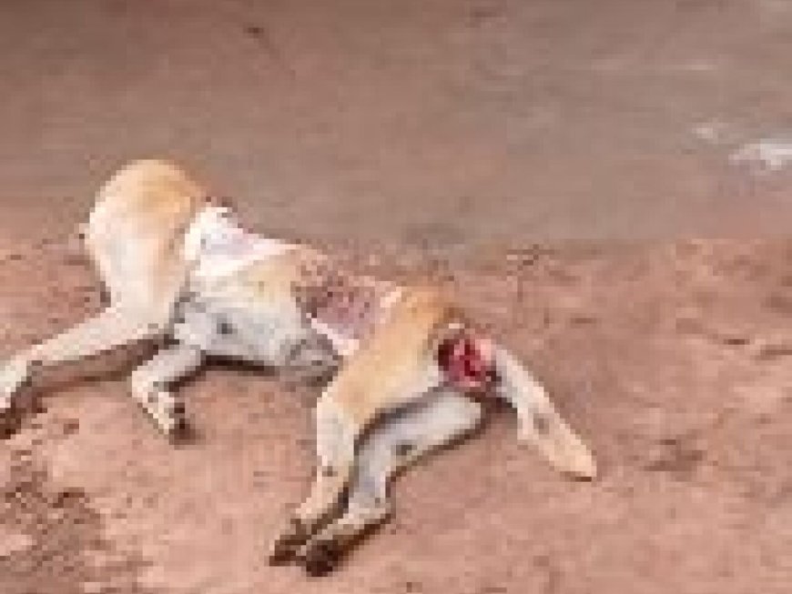 Cadela morre após agressões e tutor é preso em flagrante em MS