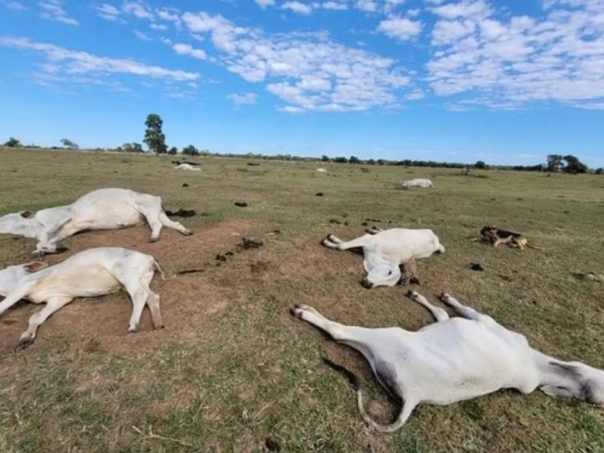 Mortes de gado em MS: 83 animais morrem devido ao frio