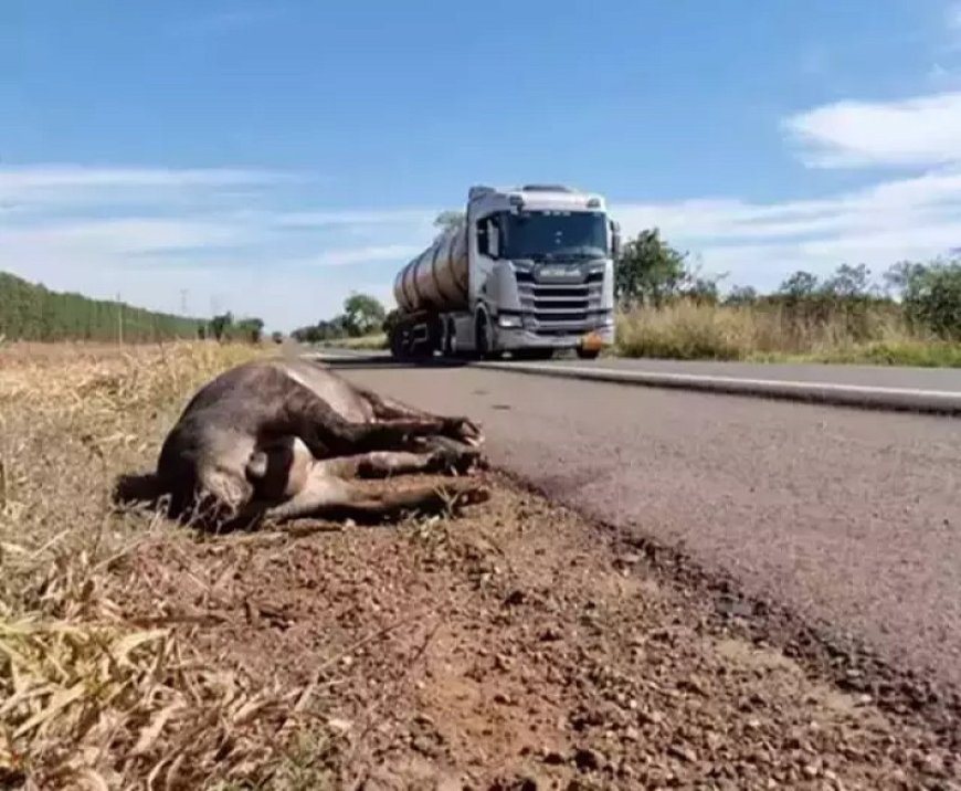 Motociclista Recebe Indenização de R$ 80 Mil após Atropelar Anta na BR-262