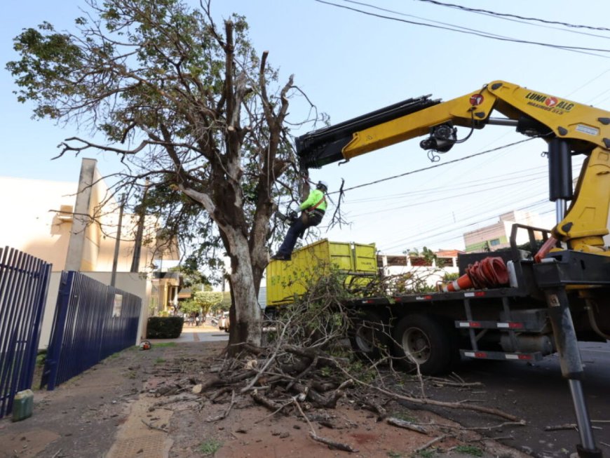 Prefeitura acelera supressão de árvores condenadas e ultrapassa mil mudas plantadas
