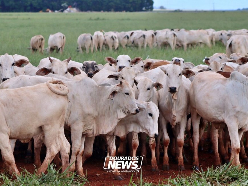 Última semana para declaração obrigatória de rebanho mobiliza produtores rurais em MS