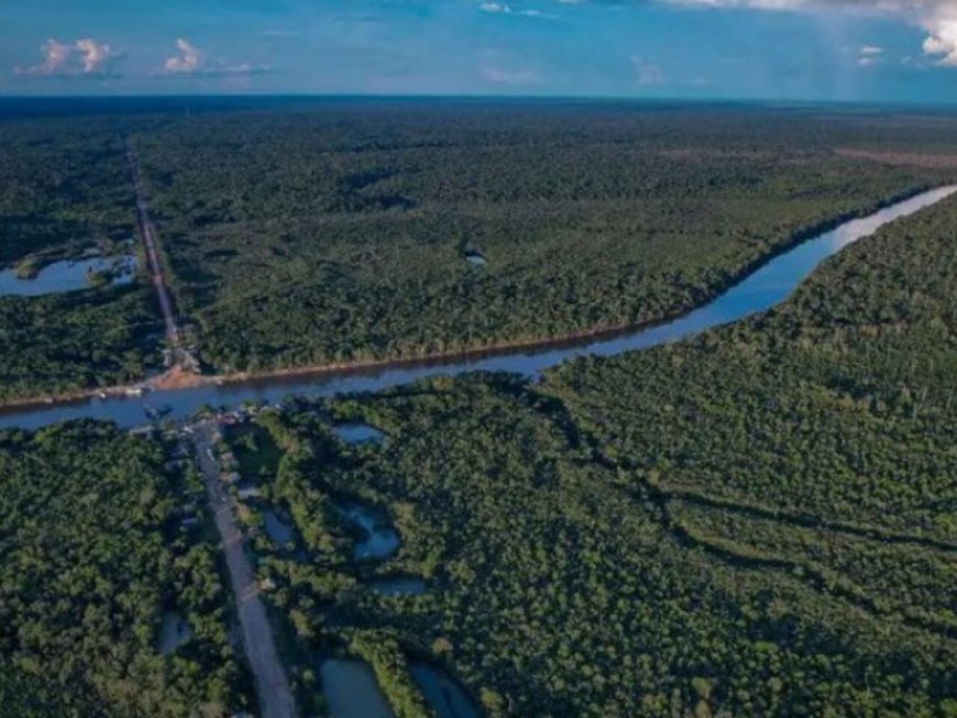 Brasil registra menor área desmatada em seis anos, segundo MapBiomas