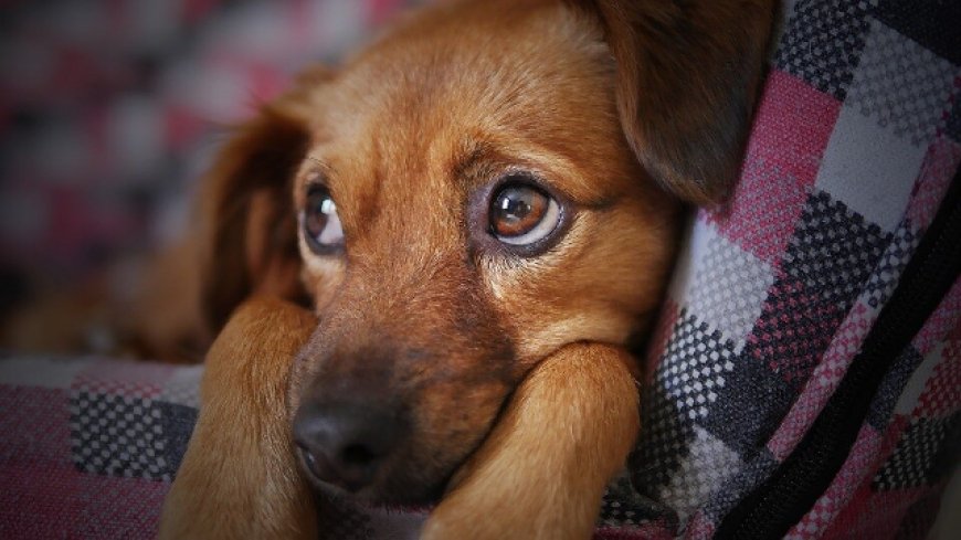 Ciúmes em Cachorros: Um Problema Sério que Exige Atenção