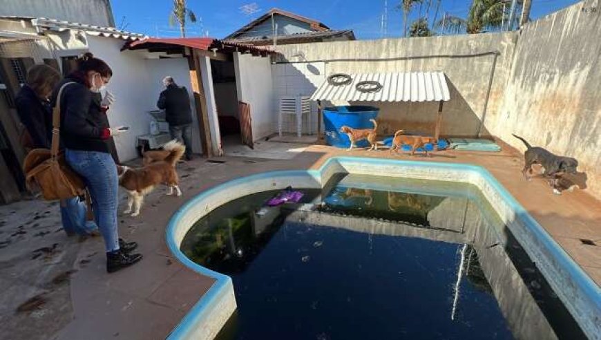 Justiça determina bloqueio de bens da ONG MiaCat por maus-tratos a animais