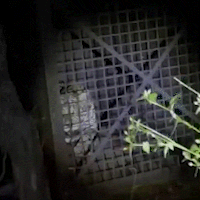 Onça-pintada capturada após ataques a animais domésticos em Corumbá