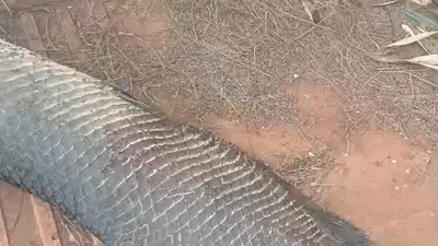 Pirarucu de Quase 2 Metros Aparece Morto em Calçada