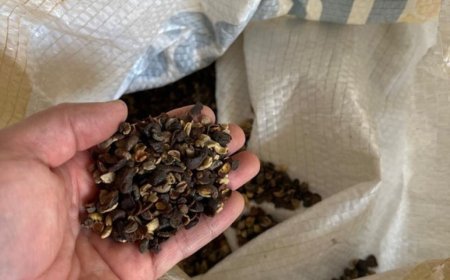 Operação apreende 82 toneladas de produtos irregulares ligados à produção de café