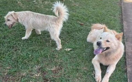 Cães Entrem em Condomínio Abandonados e Moradores Procuram Donos
