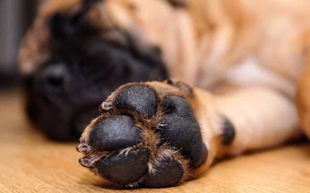 Cuide das Patas do Seu Cachorro: Erro Pode Causar Dor e Infecções