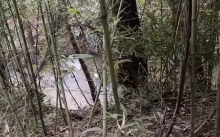 Corpo em Decomposição é Encontrado às Margens de Córrego em Nova Alvorada do Sul
